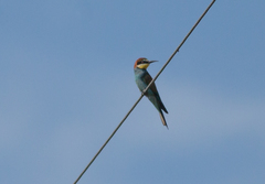 Merops apiaster