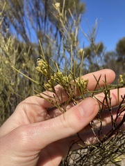 Grevillea acacioides