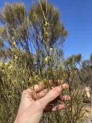 Grevillea acacioides