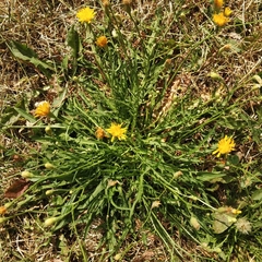 Scorzoneroides autumnalis