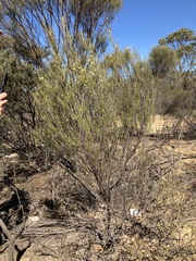 Grevillea acacioides