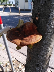 Fungi