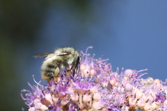 Bombus sonani