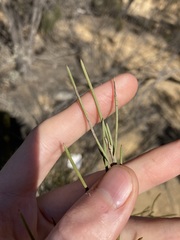Grevillea acacioides