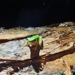 Litoria fallax