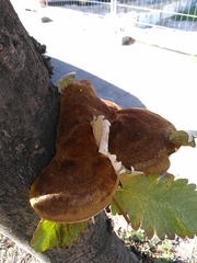 Fungi