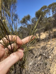 Grevillea acacioides