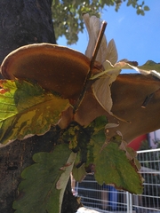 Fungi
