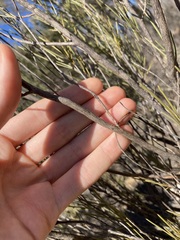 Grevillea acacioides