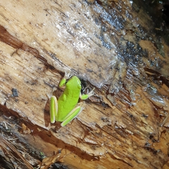 Litoria fallax