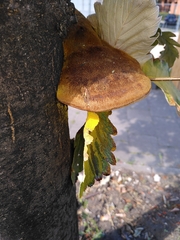 Fungi
