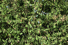 Prunus spinosa
