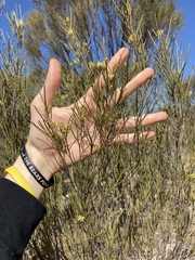 Grevillea acacioides