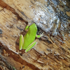 Litoria fallax