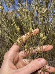 Grevillea acacioides