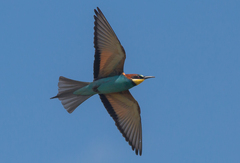 Merops apiaster