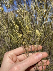 Grevillea acacioides