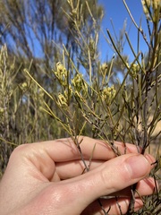 Grevillea acacioides