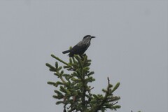 Nucifraga caryocatactes