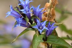 Gentiana asclepiadea