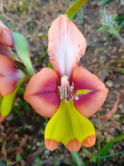 Gladiolus alatus