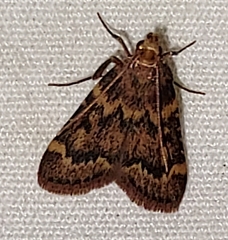 Aglossa disciferalis