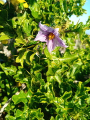 Solanum linnaeanum