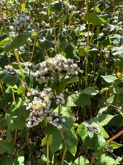 Fagopyrum esculentum