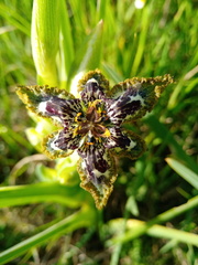 Ferraria crispa