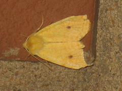 Xanthia icteritia