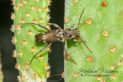 Xylotrechus smei