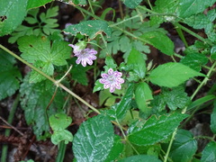 Geranium versicolor
