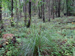 Ampelodesmos mauritanicus