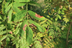 Pterygota