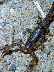 Superstitionia donensis