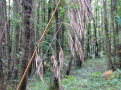 Ampelodesmos mauritanicus