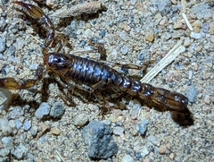 Superstitionia donensis