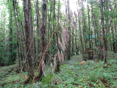 Ampelodesmos mauritanicus