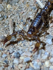 Superstitionia donensis