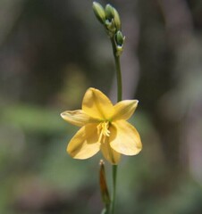 Echeandia flavescens