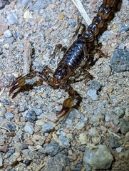 Superstitionia donensis