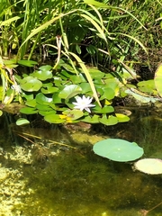 Nelumbo nucifera