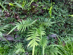 Christella acuminata