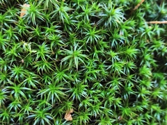 Polytrichum formosum
