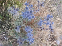 Eryngium amethystinum