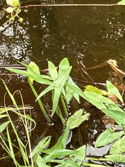 Sagittaria sagittifolia