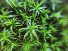 Polytrichum formosum