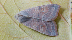 Xanthia ocellaris