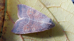 Xanthia ocellaris