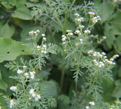 Parthenium bipinnatifidum